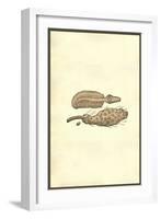 Marine Oranisms-Ulisse Aldrovandi-Framed Art Print