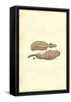 Marine Oranisms-Ulisse Aldrovandi-Framed Stretched Canvas