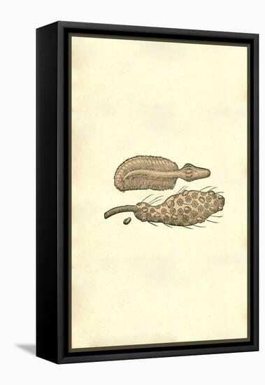 Marine Oranisms-Ulisse Aldrovandi-Framed Stretched Canvas