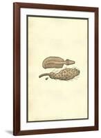 Marine Oranisms-Ulisse Aldrovandi-Framed Art Print