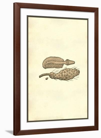 Marine Oranisms-Ulisse Aldrovandi-Framed Art Print