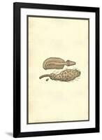 Marine Oranisms-Ulisse Aldrovandi-Framed Art Print