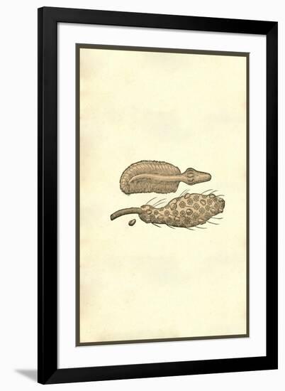 Marine Oranisms-Ulisse Aldrovandi-Framed Art Print