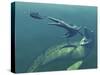 Marine Predators of the Cretaceous Period-Stocktrek Images-Stretched Canvas