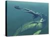 Marine Predators of the Cretaceous Period-Stocktrek Images-Stretched Canvas