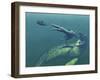 Marine Predators of the Cretaceous Period-Stocktrek Images-Framed Photographic Print