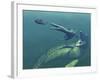 Marine Predators of the Cretaceous Period-Stocktrek Images-Framed Photographic Print