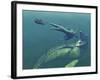 Marine Predators of the Cretaceous Period-Stocktrek Images-Framed Photographic Print