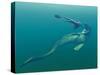 Marine Predators of the Cretaceous Period-Stocktrek Images-Stretched Canvas