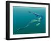 Marine Predators of the Cretaceous Period-Stocktrek Images-Framed Photographic Print