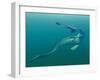 Marine Predators of the Cretaceous Period-Stocktrek Images-Framed Photographic Print