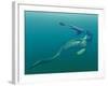 Marine Predators of the Cretaceous Period-Stocktrek Images-Framed Photographic Print