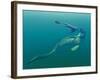 Marine Predators of the Cretaceous Period-Stocktrek Images-Framed Photographic Print