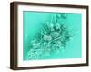 Marine Protozoa Shells, SEM-Peter Bond-Framed Photographic Print