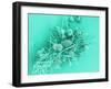 Marine Protozoa Shells, SEM-Peter Bond-Framed Photographic Print