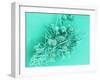 Marine Protozoa Shells, SEM-Peter Bond-Framed Photographic Print