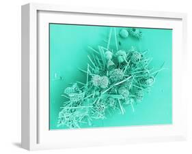 Marine Protozoa Shells, SEM-Peter Bond-Framed Photographic Print