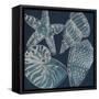 Marine Shells I-Chariklia Zarris-Framed Stretched Canvas