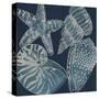 Marine Shells I-Chariklia Zarris-Stretched Canvas