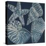 Marine Shells I-Chariklia Zarris-Stretched Canvas