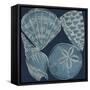 Marine Shells IV-Chariklia Zarris-Framed Stretched Canvas