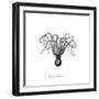 Marine Species-The Chelsea Collection-Framed Giclee Print