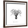 Marine Species-The Chelsea Collection-Framed Giclee Print