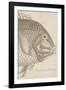 Marine Studies I-Maria Mendez-Framed Giclee Print