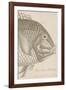 Marine Studies I-Maria Mendez-Framed Giclee Print