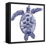 Marine Turtle II-Grace Popp-Framed Stretched Canvas