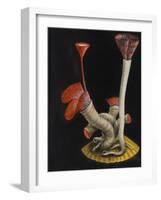 Marine Worms: Serpula-Philip Henry Gosse-Framed Giclee Print