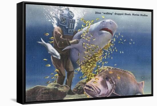 Marineland, Florida - Diver Moving Drugged Shark at Marine Studios-Lantern Press-Framed Stretched Canvas