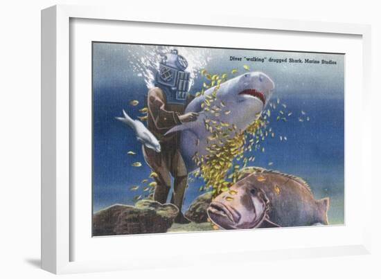 Marineland, Florida - Diver Moving Drugged Shark at Marine Studios-Lantern Press-Framed Art Print