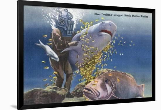 Marineland, Florida - Diver Moving Drugged Shark at Marine Studios-Lantern Press-Framed Art Print