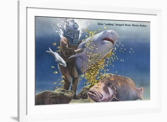 Marineland, Florida - Diver Moving Drugged Shark at Marine Studios-Lantern Press-Framed Premium Giclee Print