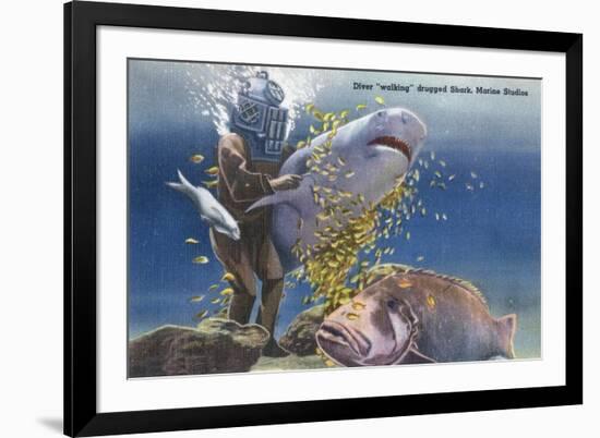 Marineland, Florida - Diver Moving Drugged Shark at Marine Studios-Lantern Press-Framed Premium Giclee Print