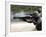 Marines Fire Joint Service Combat Shotguns-Stocktrek Images-Framed Photographic Print