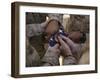 Marines Fold an American Flag after It was Raised in Memory of a Fallen Soldier-Stocktrek Images-Framed Photographic Print