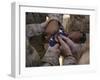 Marines Fold an American Flag after It was Raised in Memory of a Fallen Soldier-Stocktrek Images-Framed Photographic Print