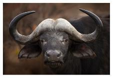 Ngorongoro Bull-Mario Moreno-Photographic Print