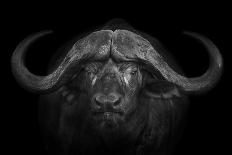 A Buffalo Portrait-Mario Moreno-Stretched Canvas