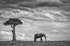 Elephant Landscape-Mario Moreno-Photographic Print