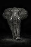 Elephant Landscape-Mario Moreno-Framed Stretched Canvas