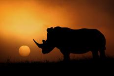 Rhino Sunrise-Mario Moreno-Photographic Print