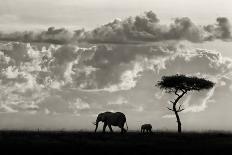 Elephant Landscape-Mario Moreno-Framed Photographic Print
