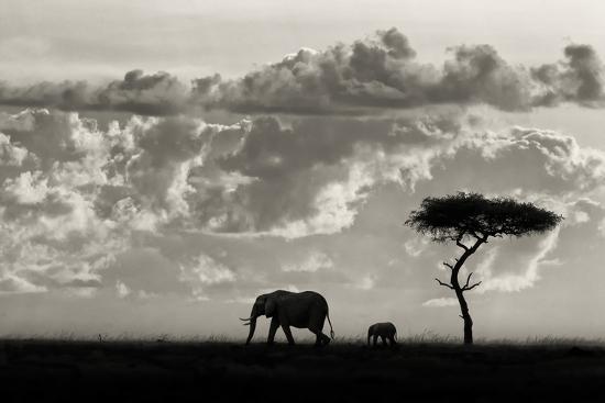 Premium Photographic Print, , large