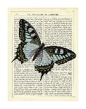 Gramophone, Bird & Butterflies-Marion Mcconaghie-Art Print