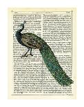 Roaming Peacock-Marion Mcconaghie-Art Print