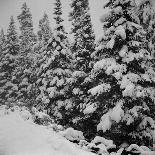 Evergreen Trees after early Fall Blizzard on Independence Pass, Colorado, 1941-Marion Post Wolcott-Photographic Print