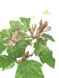 Hibiscus-Marion Sheehan-Collectable Print